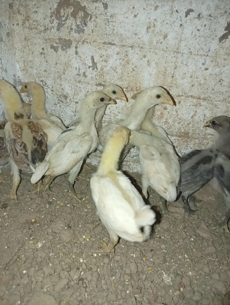 shamo chicks and dragon chicks — photo 3