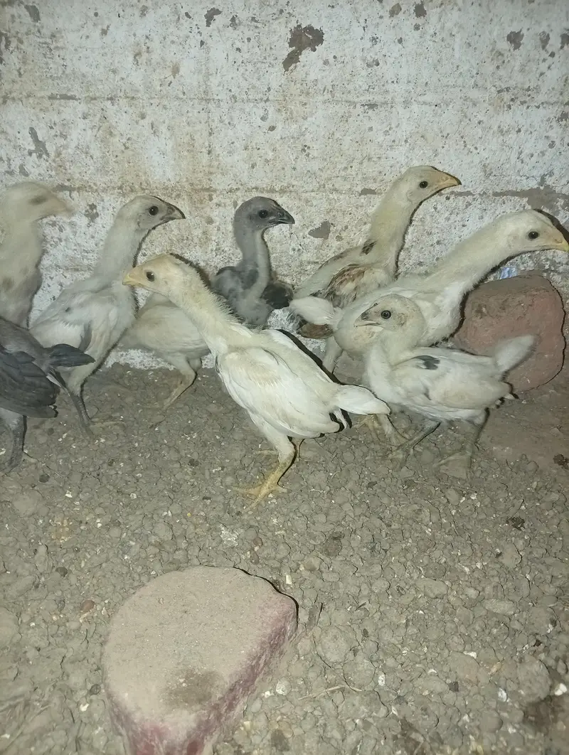 shamo chicks and dragon chicks — photo 4