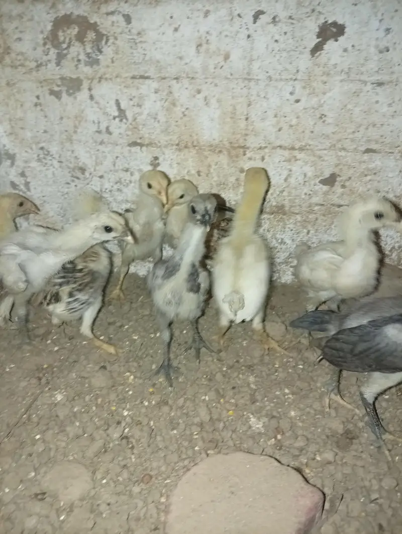 shamo chicks and dragon chicks — photo 5