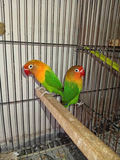 2 pair with cage 2 portion cage breeding pair