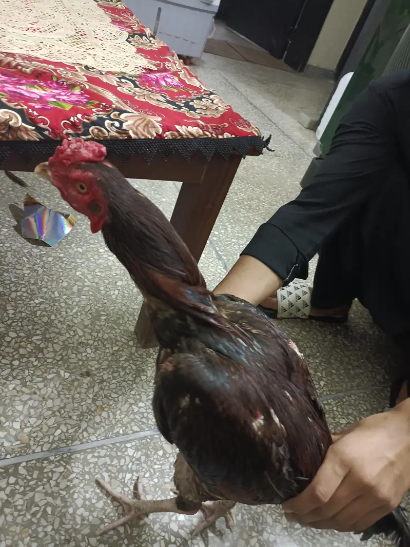Aseel murghy — photo 6