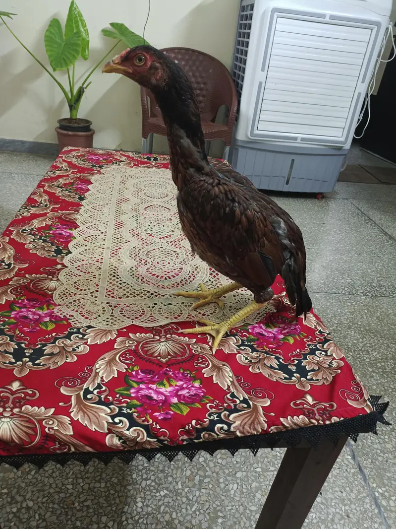 Aseel murghy — photo 9