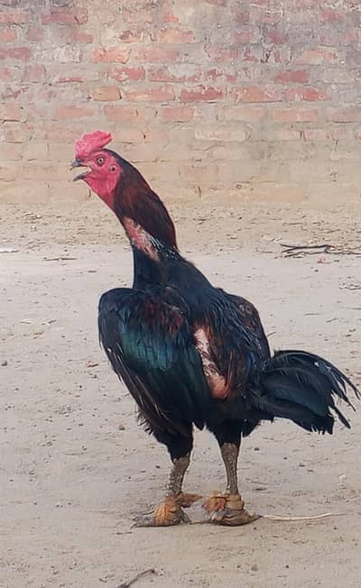 barmi pkoya male and pkoi Madi piar for sale