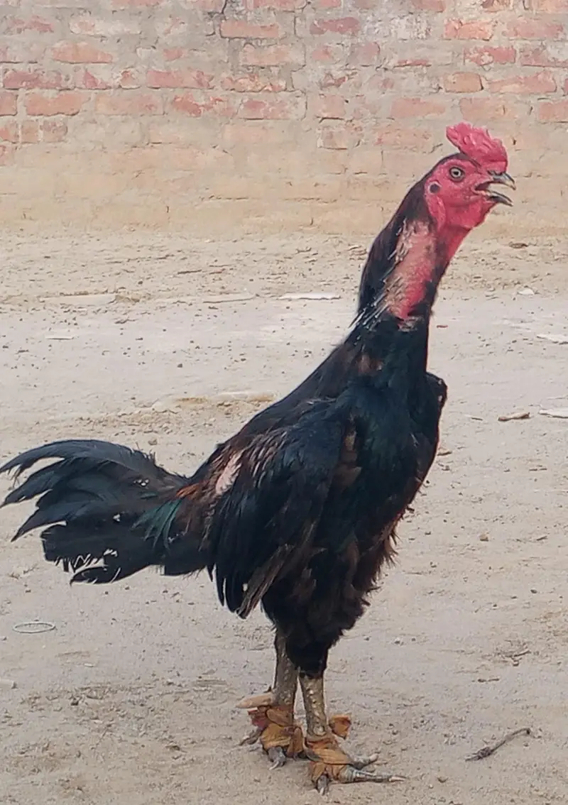 barmi pkoya male and pkoi Madi piar for sale — photo 2