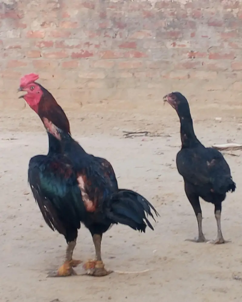 barmi pkoya male and pkoi Madi piar for sale — photo 3