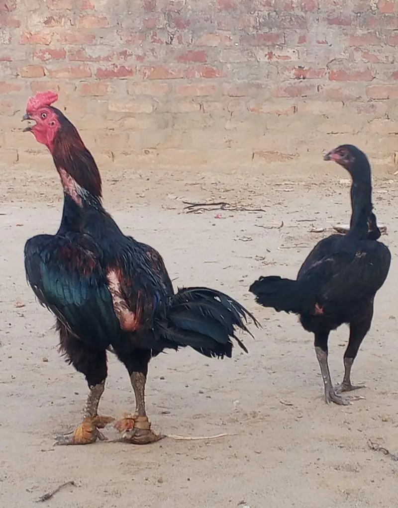 barmi pkoya male and pkoi Madi piar for sale — photo 4