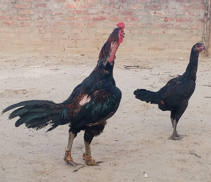 barmi pkoya male and pkoi Madi piar for sale — photo 5
