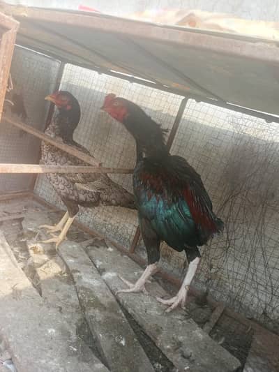 Aseel mianwali murge aur murgi 1 murga 2 muriya