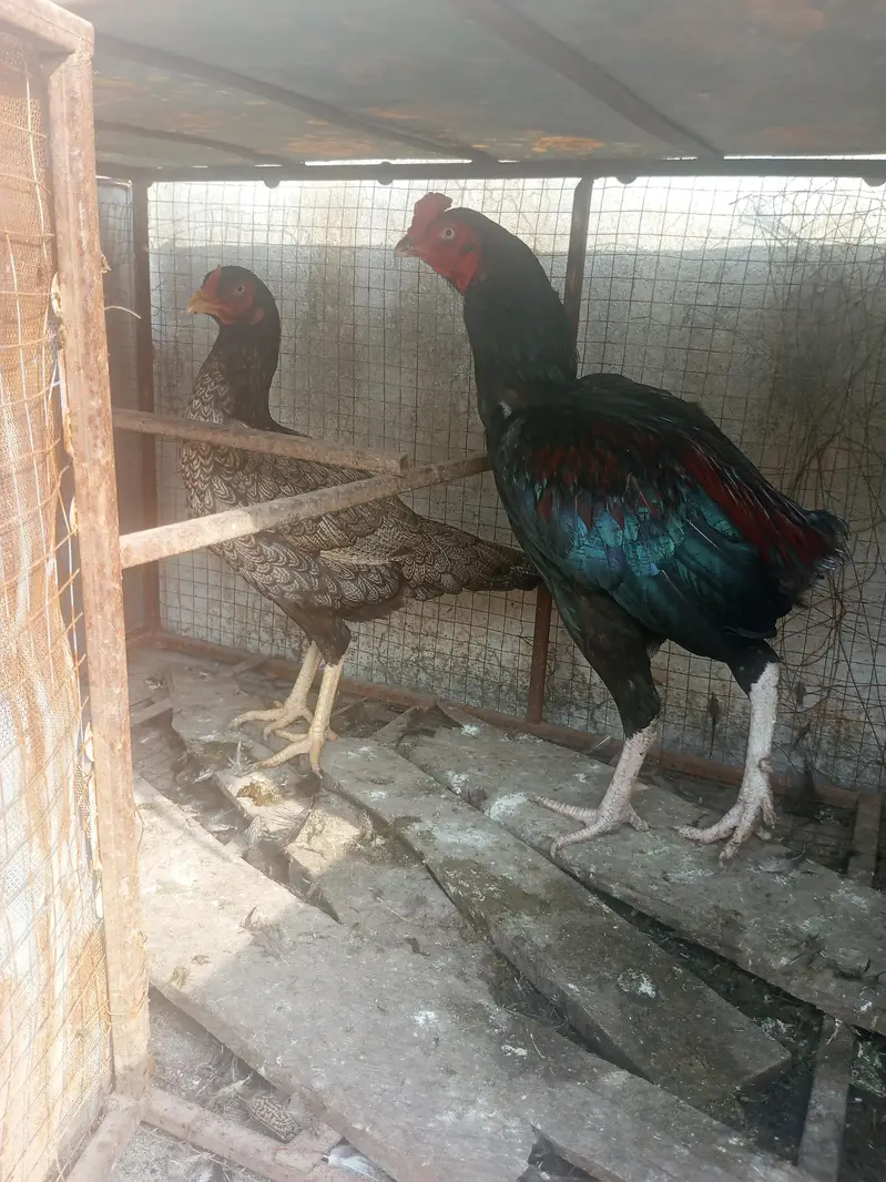 Aseel mianwali murge aur murgi 1 murga 2 muriya — photo 2