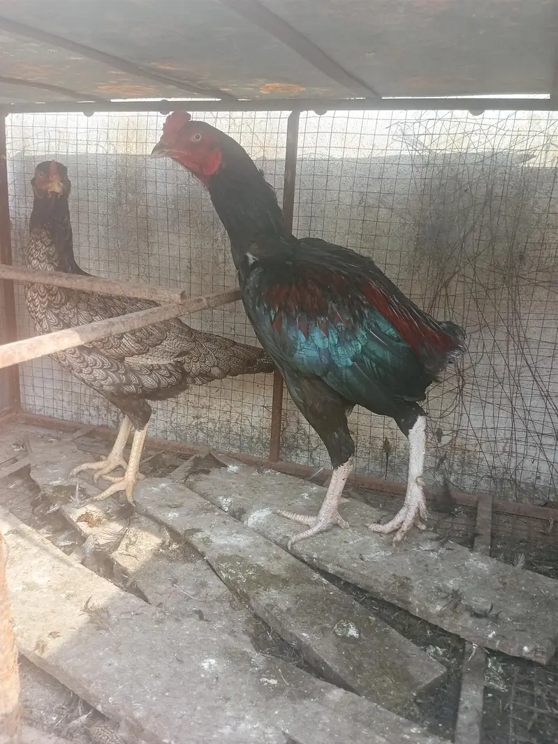 Aseel mianwali murge aur murgi 1 murga 2 muriya — photo 4
