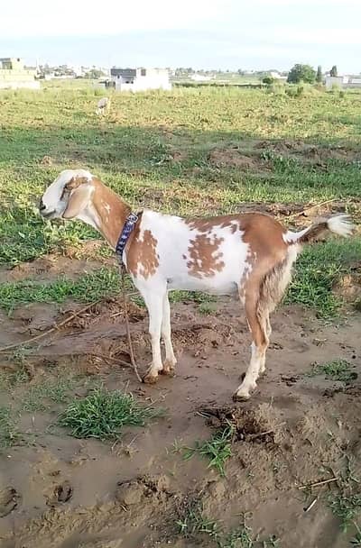 Bakri