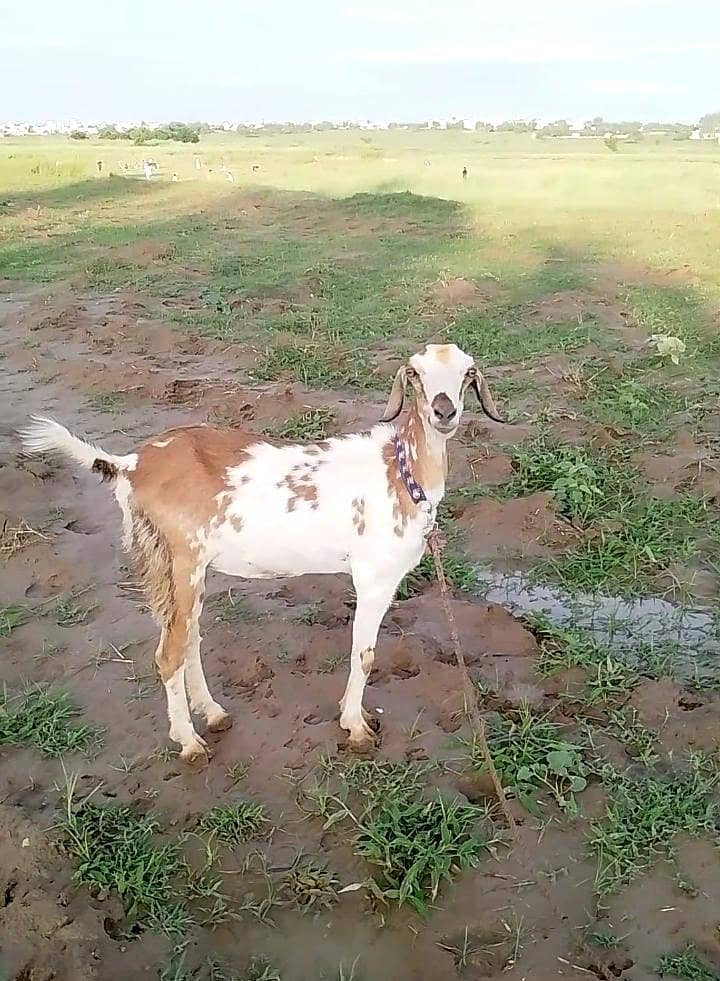 Bakri 1
