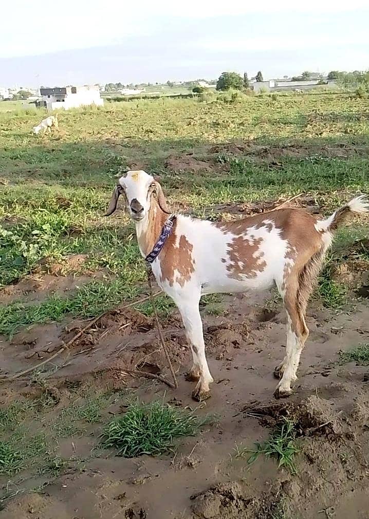 Bakri 2