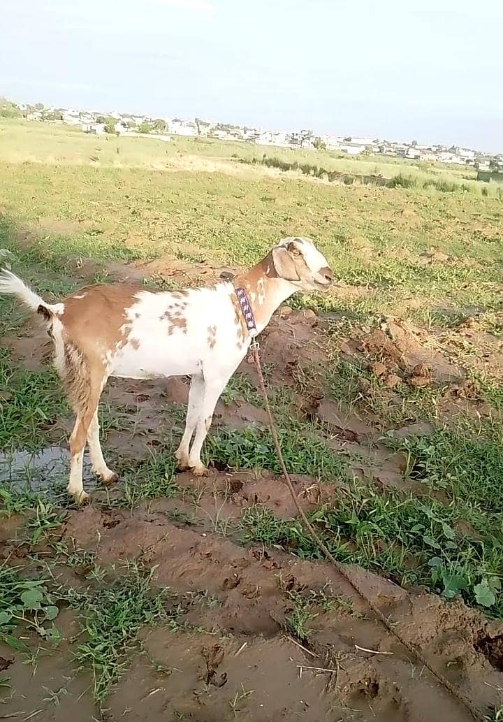 Bakri 3