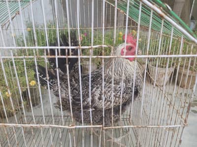 desi murghi for sale