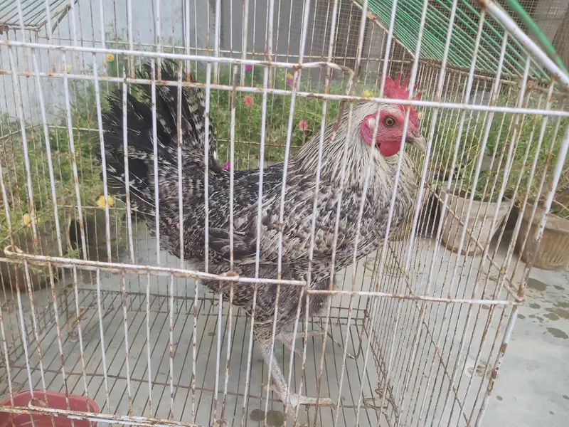 desi murghi for sale — photo 3