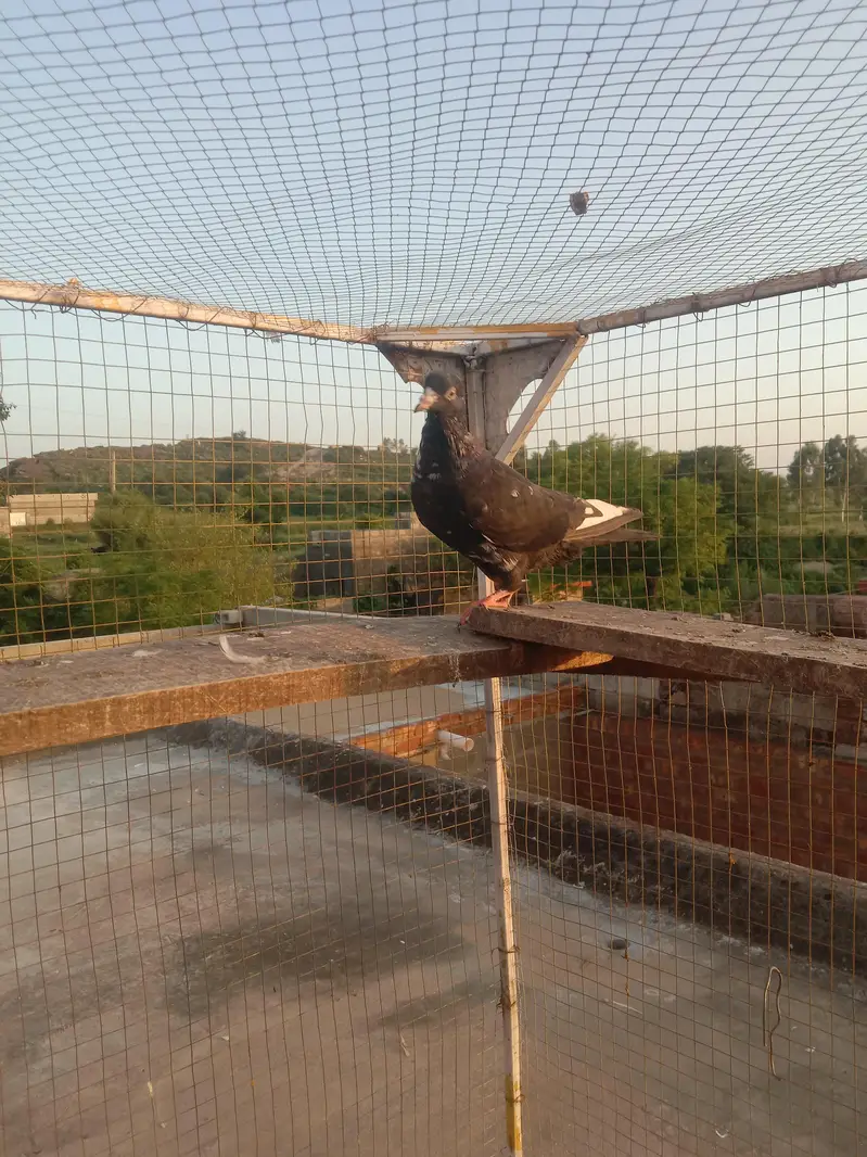 highflyer pkr k — photo 4