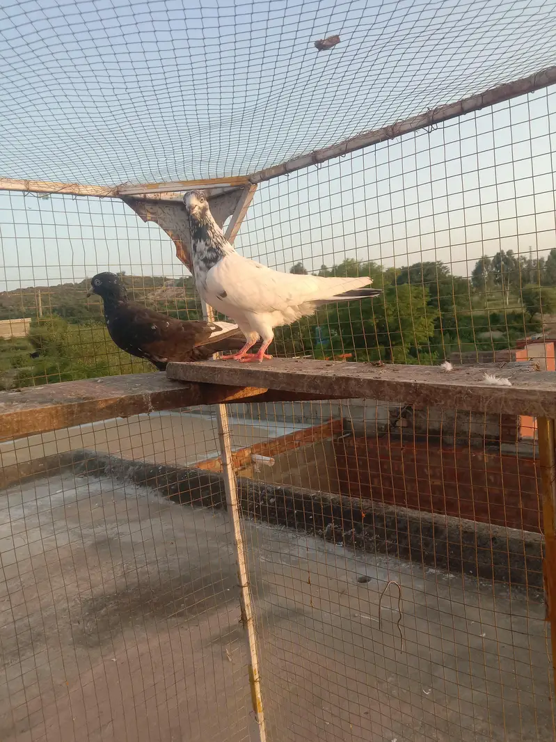 highflyer pkr k — photo 5