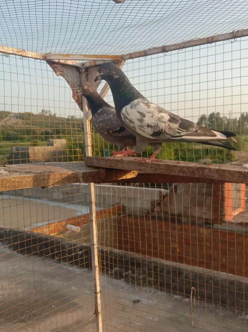 highflyer pkr k — photo 6