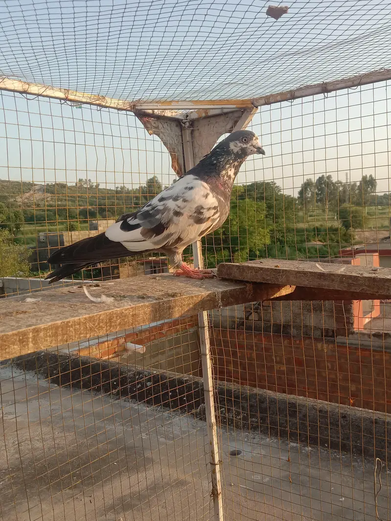 highflyer pkr k — photo 7
