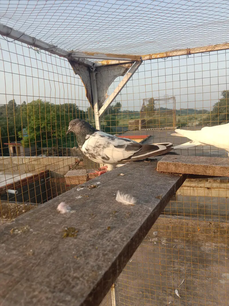 highflyer pkr k — photo 8