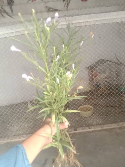 yah paudha Neelam hai is per bahut khubsurat phool lagte Hain Neelam