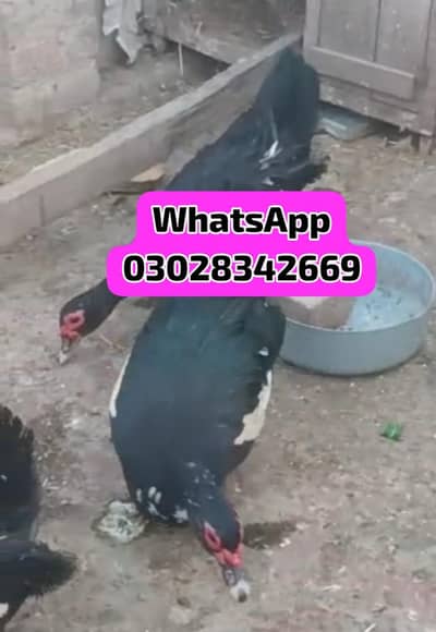 muscovy ducks two female available hen