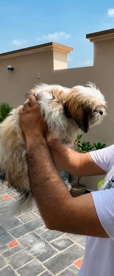 Shih Tzu puppy Bella