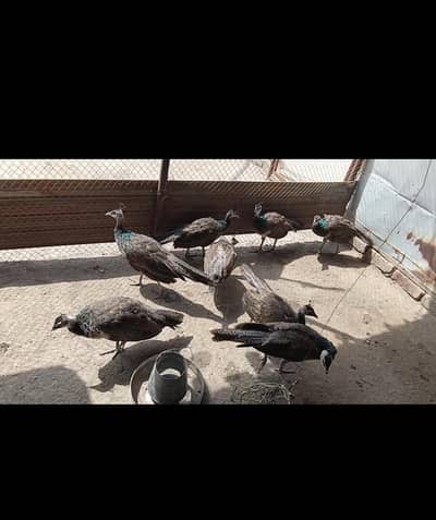 Pair Blue and Opl cross chick  fora sale 03455157418