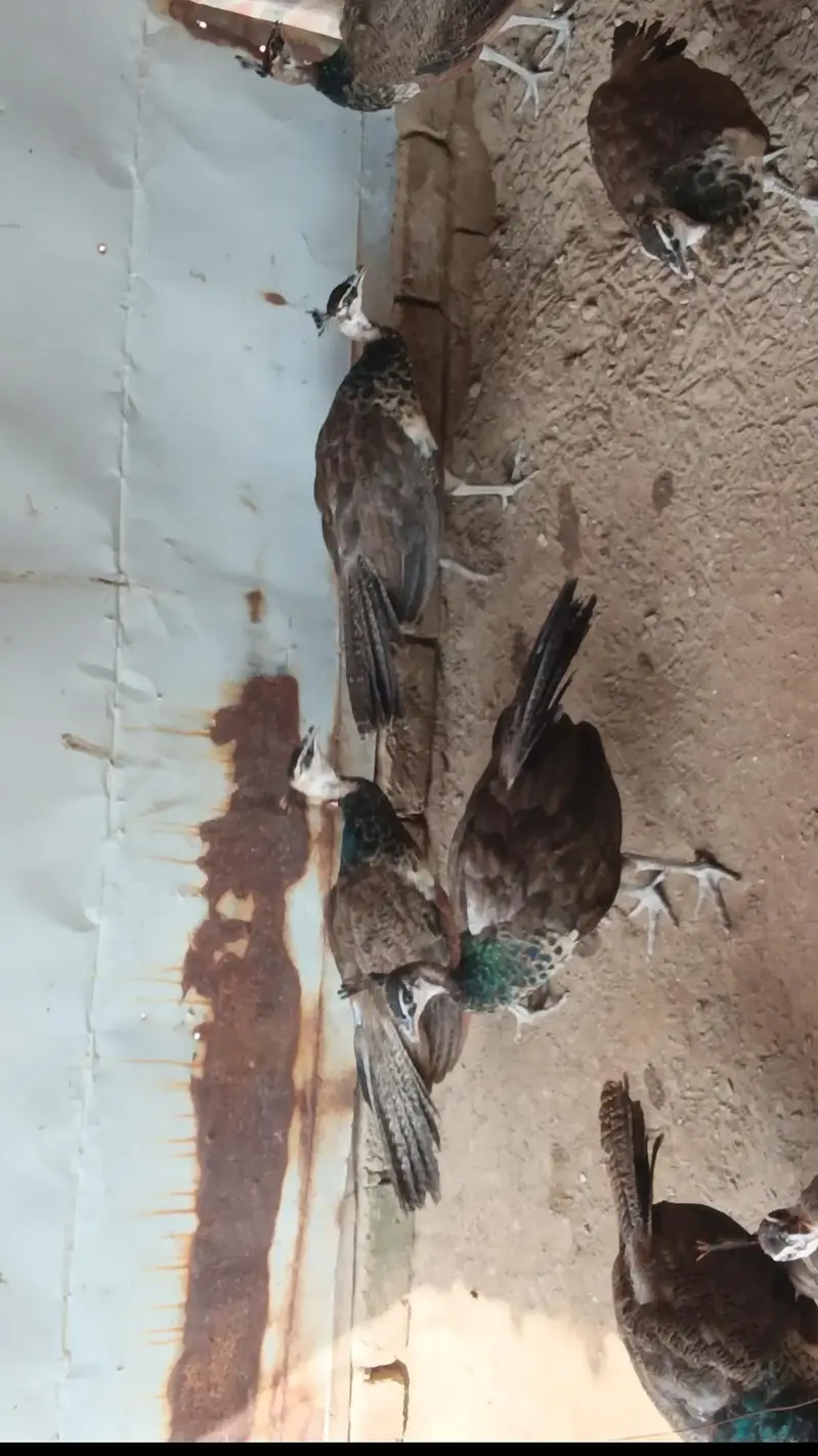 Pair Blue and Opl cross chick  fora sale 03455157418 — photo 2