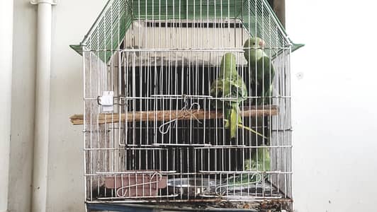 ringneck