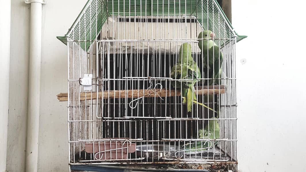 ringneck 0