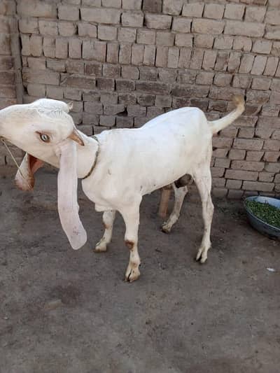 desi Bakra for Sale