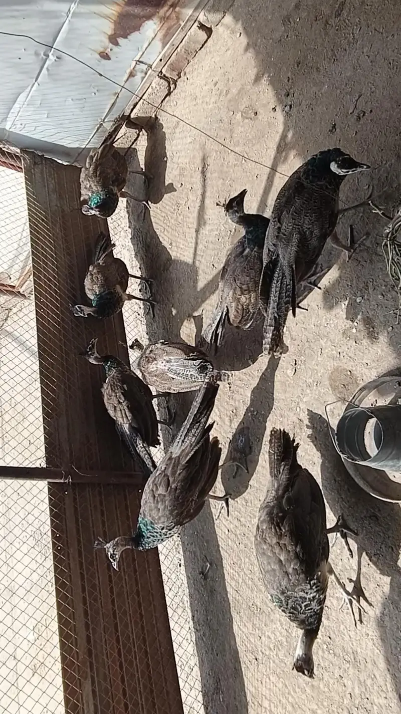 Pair Blue and Opl cross chick  fora sale 03455157418 — photo 3