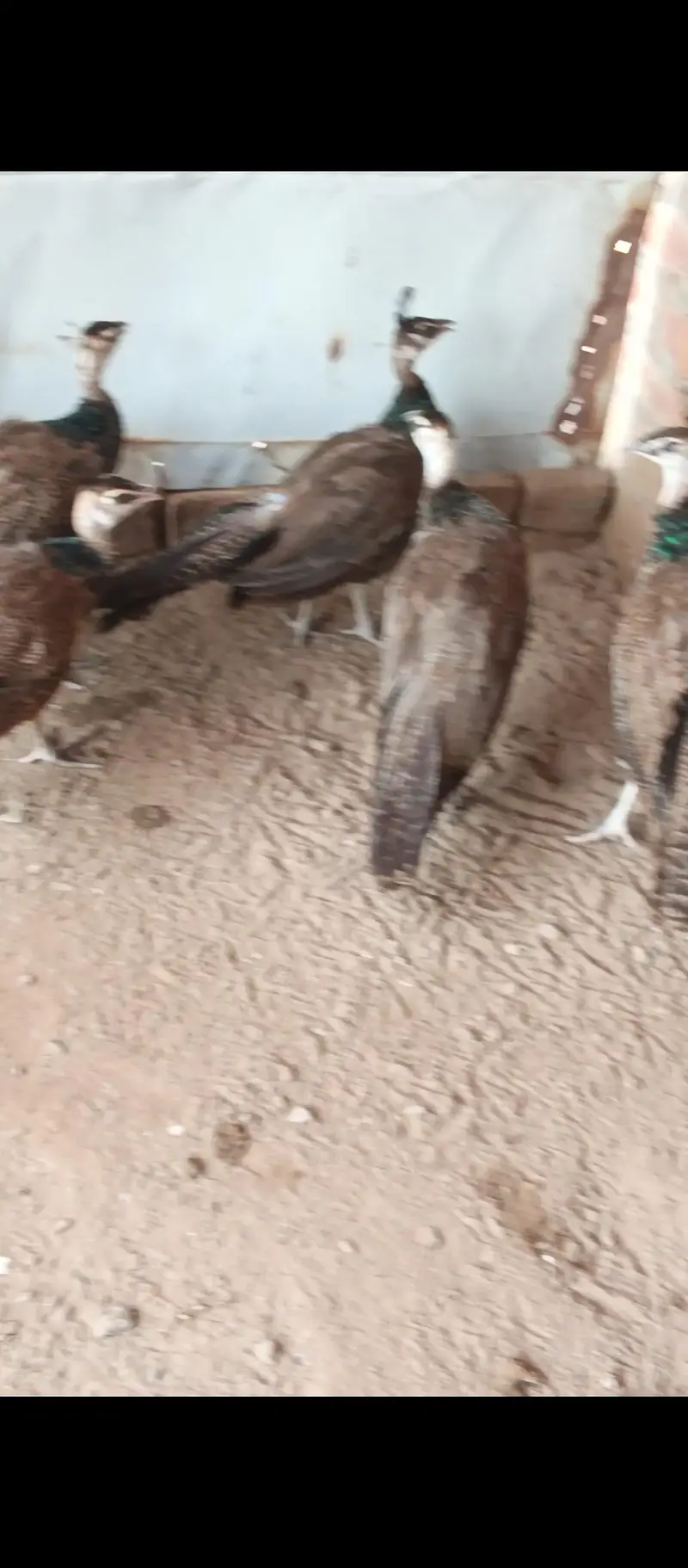 Pair Blue and Opl cross chick  fora sale 03455157418 — photo 4