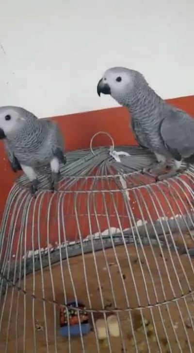 03301785766call wathsap African Gerry parot chicks urjunt for sale