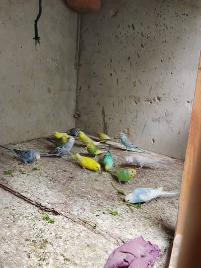 Australian parrot  for sale