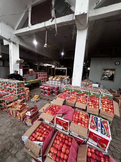 Mango chaunsa export quality