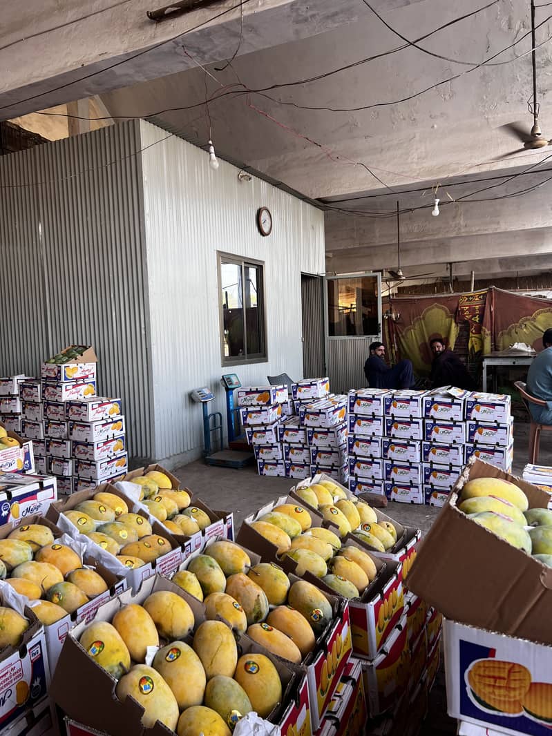 Mango chaunsa export quality 2