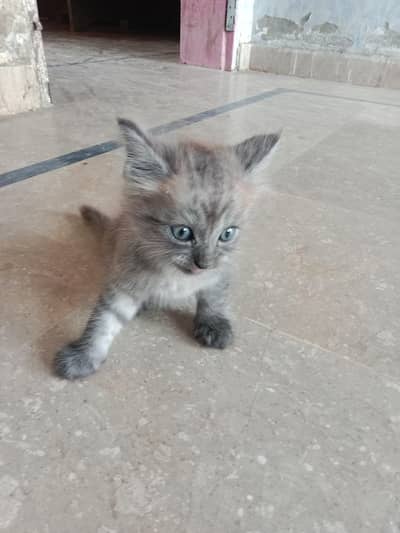 Persian kitten for sale healthy active
