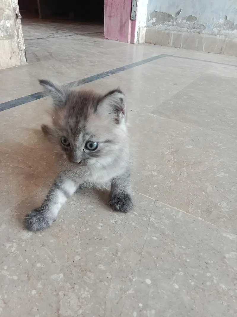 Persian kitten for sale healthy active — photo 2