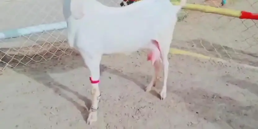 gulabi Bakri for sale 3 bachchon ke sath — photo 4