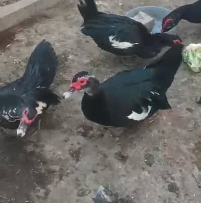 Muscovy ducks available
