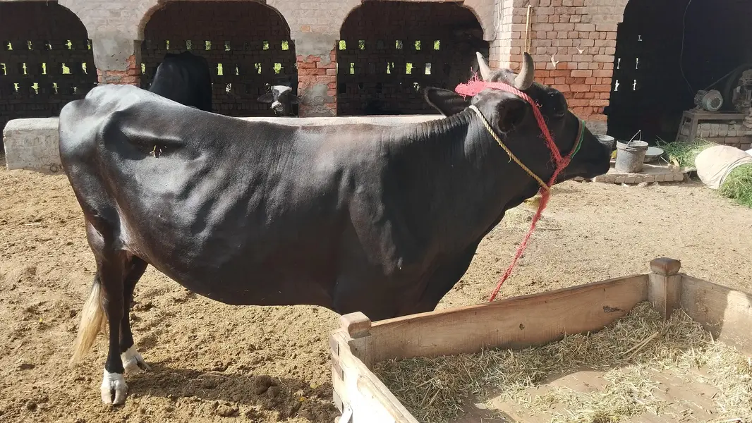beautiful Friesian Cross Wachy — photo 2