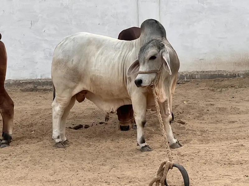 Sawa Bachra Available for sale — photo 2