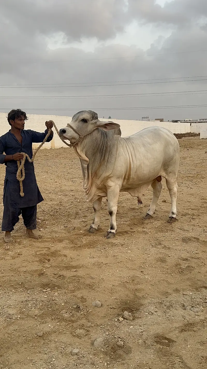 Sawa Bachra Available for sale — photo 3