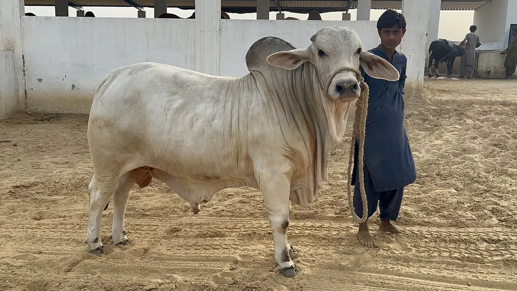 Sawa Bachra Available for sale — photo 4