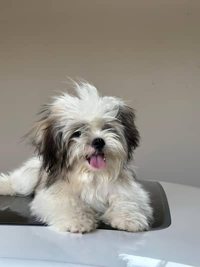 Shih Tzu puppy Bella