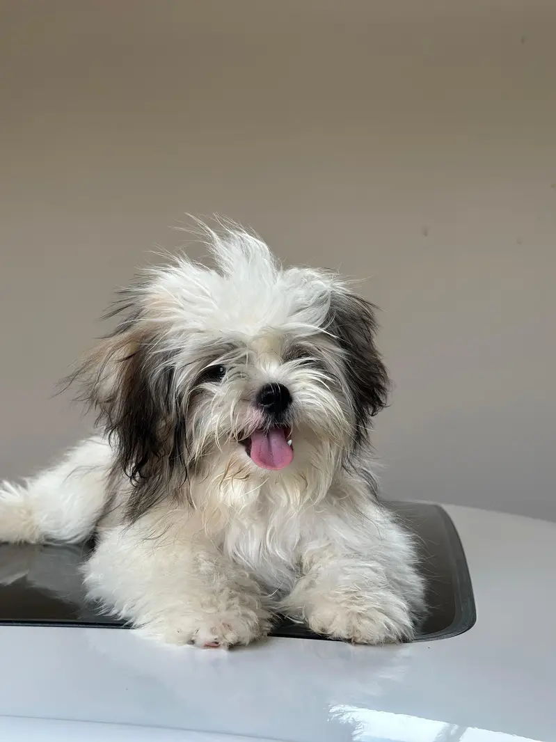 Shih Tzu puppy Bella