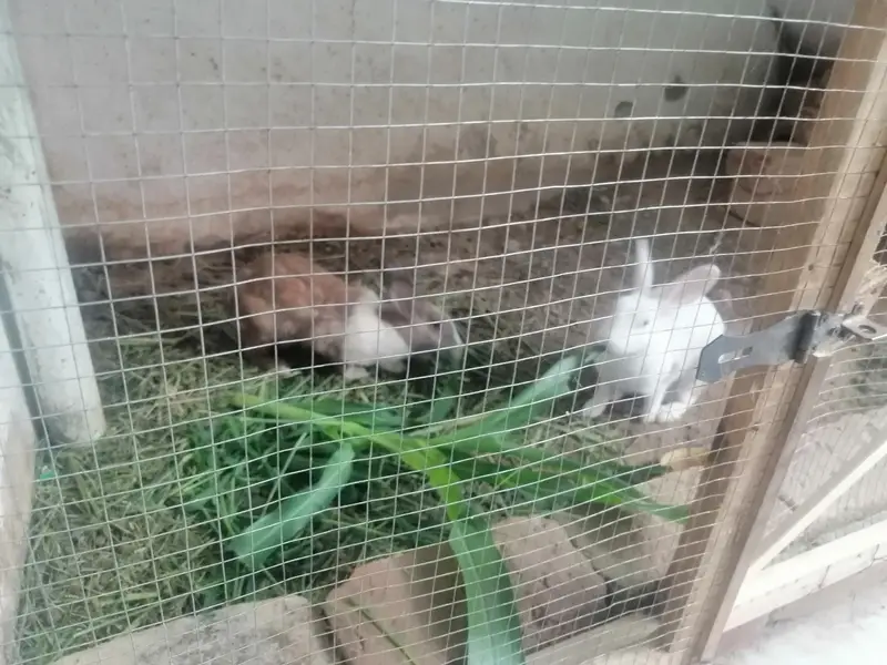 Rabbit male or female for sale